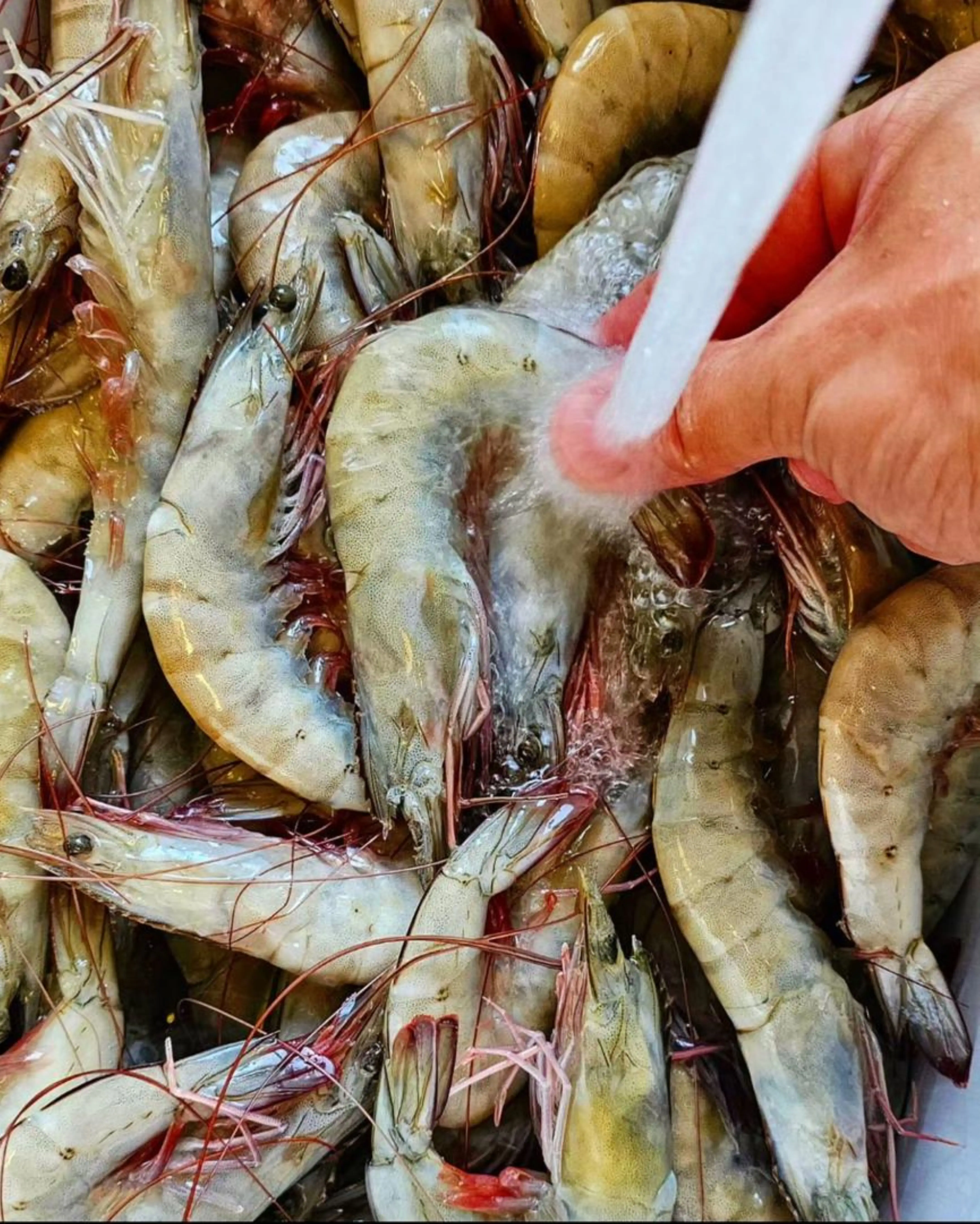 Свежие Замороженные Черные Тигровые Креветки IQF процесс приготовленный стиль оптом продажа жареная переработка