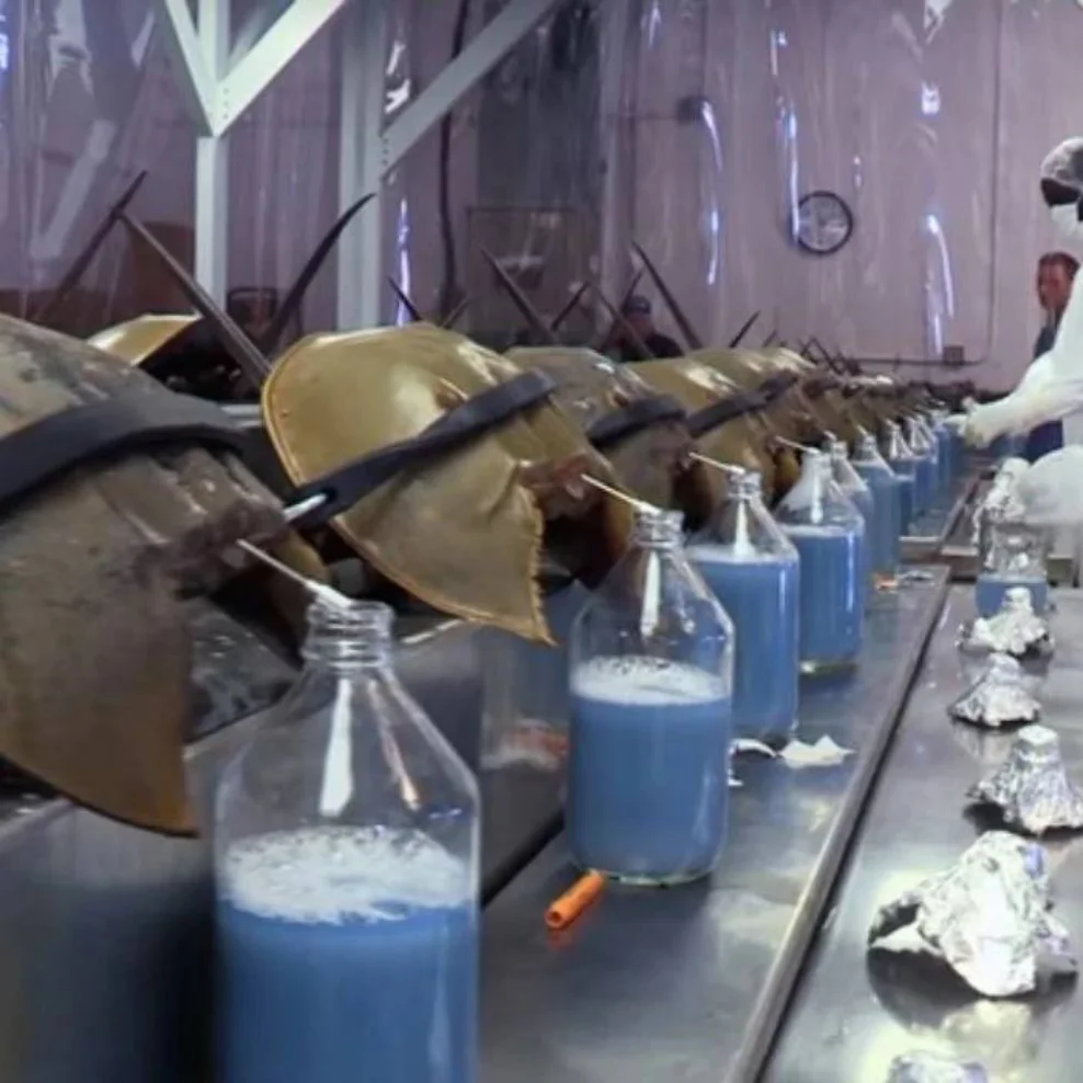 Wholesale Price Horseshoe Crab Blood ready for export USA, AUSTRALIA, Australia. Canada, UK, Thailand