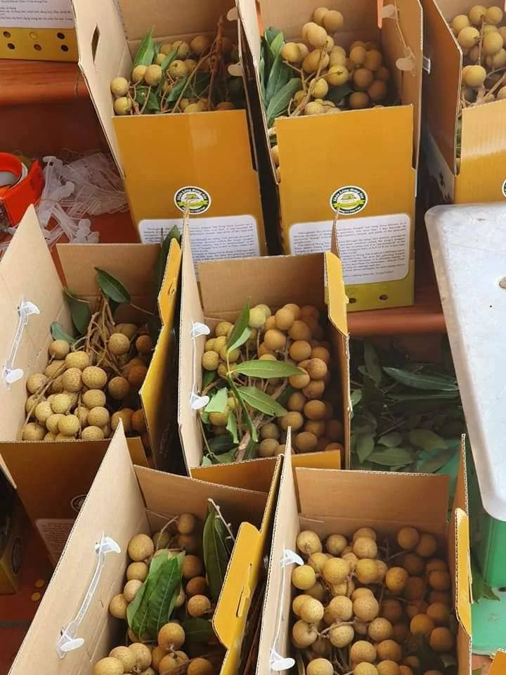 Вьетнамский высококачественный тропический фрукт Longan Premium Longan V.A.F вьетнамская сельскохозяйственная продукция