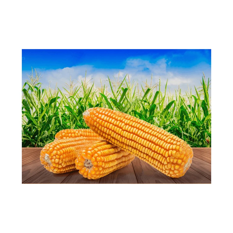 Non GMO Yellow Corn / Sweet Corn / Yellow Corn Maize for Sale in Bulk