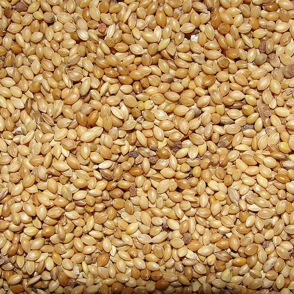 Зерновые леса органическое просо из Лисохвоста цельное зерно (корралу) корм для птиц канареек зябликов