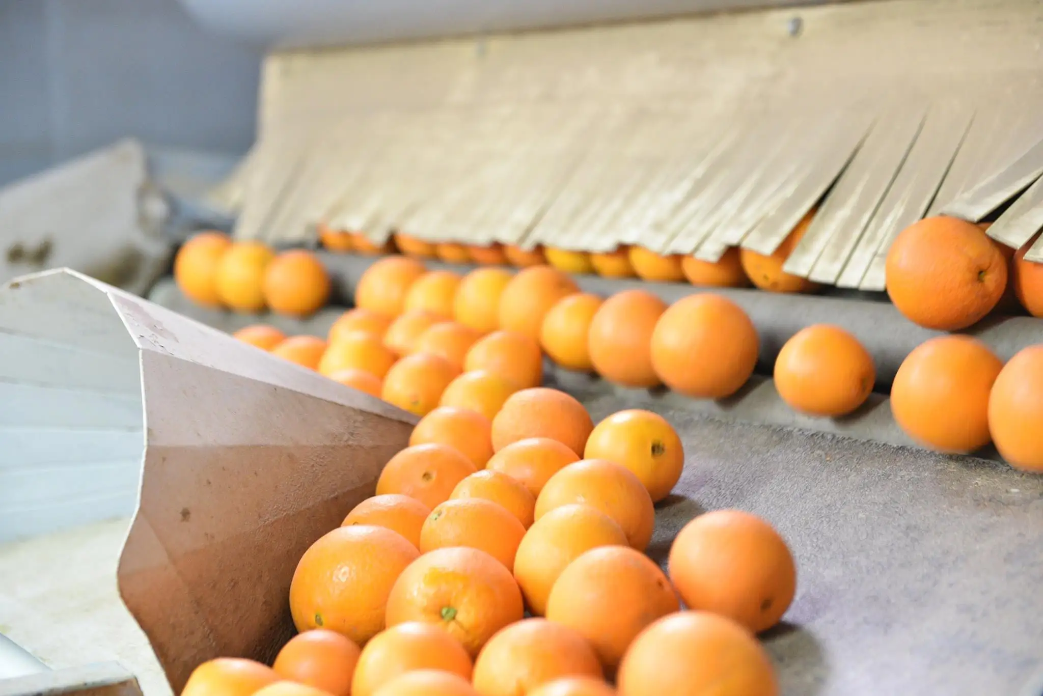 Fresh Abusra oranges from Egypt