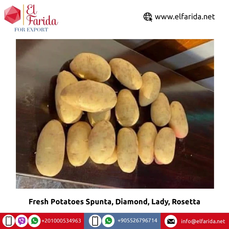 100% натуральный продукт, свежие овощи, Египетский свежий картофель Spunta, Diamond, Lady, Rosetta по конкурентоспособной цене