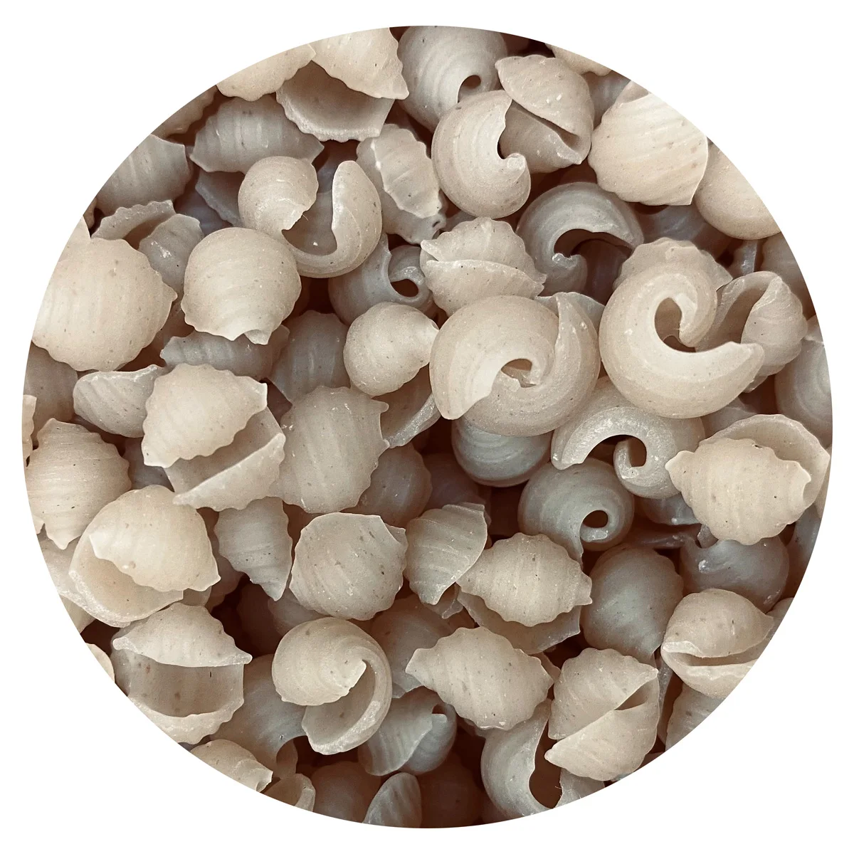 Pasta Conchiglie made of spelt top quality product wholesale natural pasta