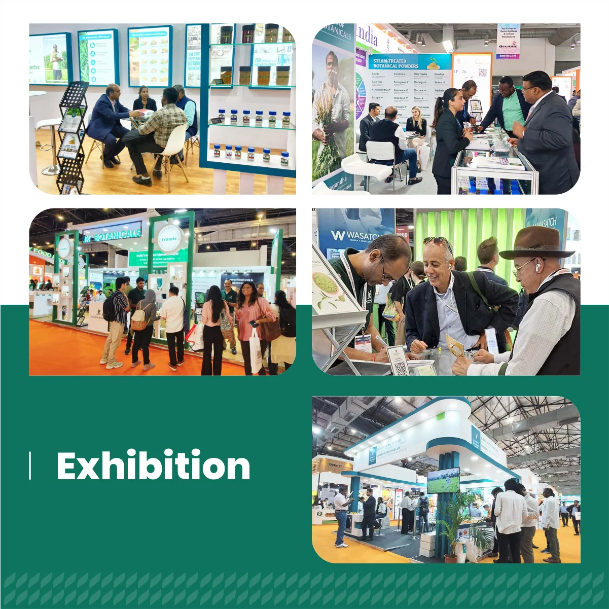 Желтый корень лопуха (Rumex Crispus) — травяной порошок пищевого качества мелкодисперсный