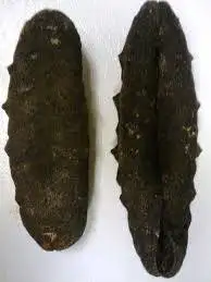 Sea Cucumber Pattallus Mollis From Peru