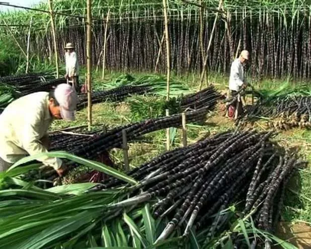 Wholesale Premium Quality Competitive Price FROZEN FRESH SUGAR CANE From Viet Nam