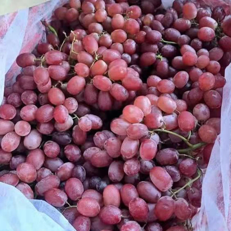 Quality Assured Natural Dry Grapes Wholesale Bulk Purchase in Thailand