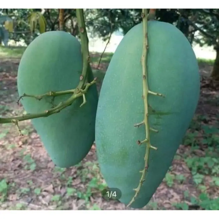 Wholesale Green Skined Mango Statue weight 0,5 -1kg very good price