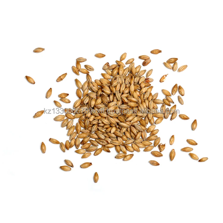 Barley grain in bulk all natural product from Kazakhstan great quality barley for sale  good prices