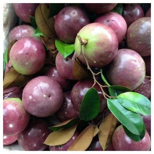 Fresh star apple delicious fruit with best price goods for exporting into many market