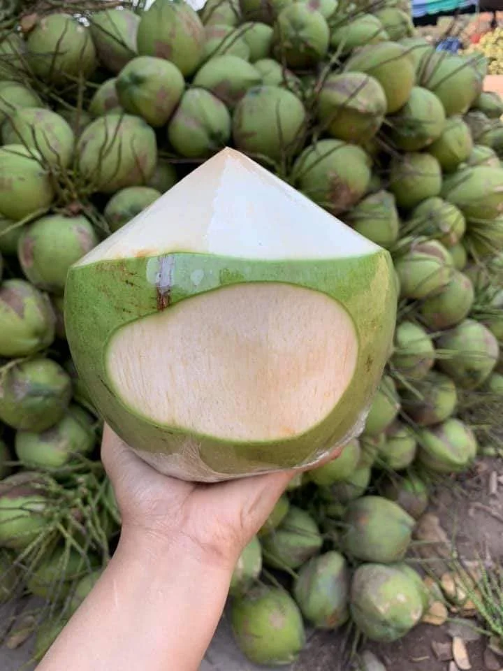 Поставщик тропических фруктов/кокосового молодого частичного зеленого очищенного кокоса/молодой очищенный кокос из Вьетнама (Whatsapp 84 366 808