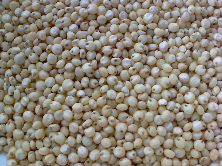 Sorghum White Milo Sorghum Grains Sorghum Price Per Ton for wholesale supply at Affordable Price