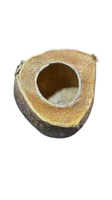 Coconut water container sustainable and eco-friendly useful for birds and pets serves as a water bowl