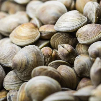 Хит продаж питательные свежие живые моллюски сушеные морские ушки морепродукты