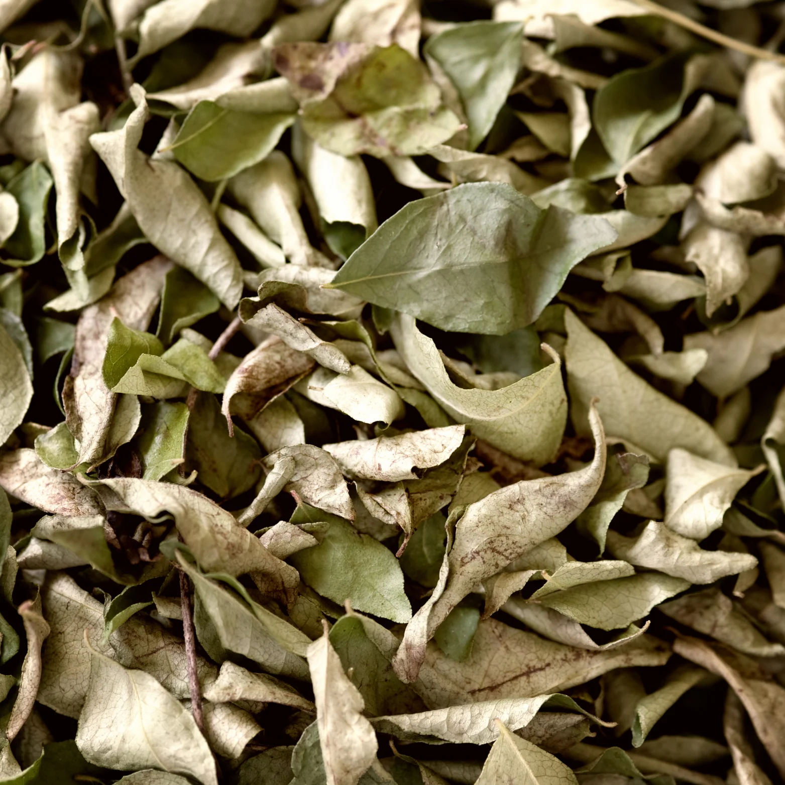 Dry Curry Cholesterol Lowering Ayurvedic Herb Fresh 100% Pure Organic Natural Greens