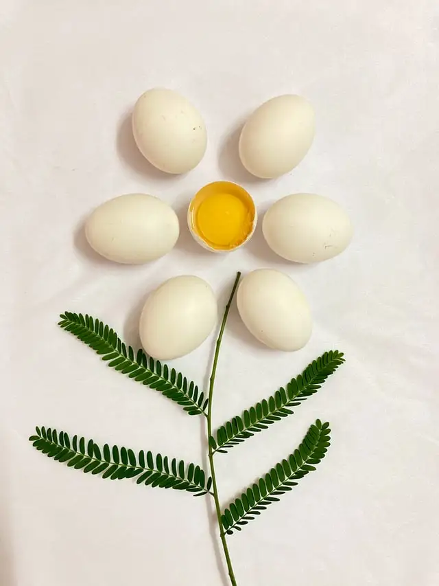 Fresh Eggs