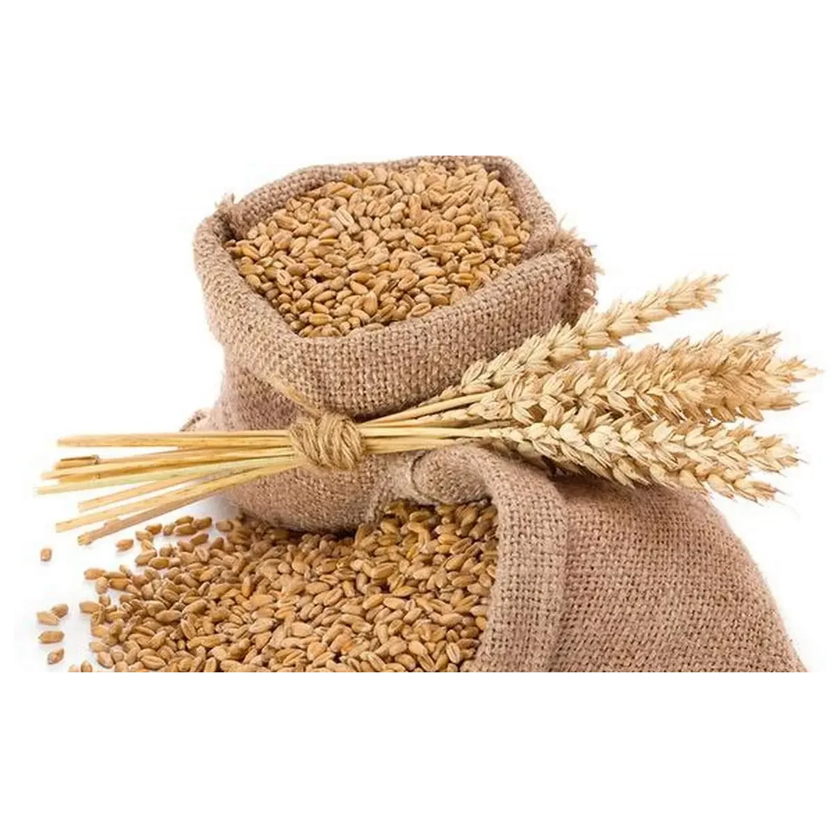 Wholesale Price Natural Soft Wheat Grains Bulk Stock Available For Sale