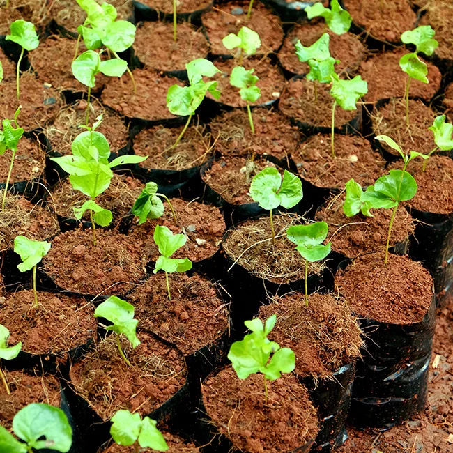 COIR PEAT - COCO 5KG BLOCKS MEDIUM WASHED