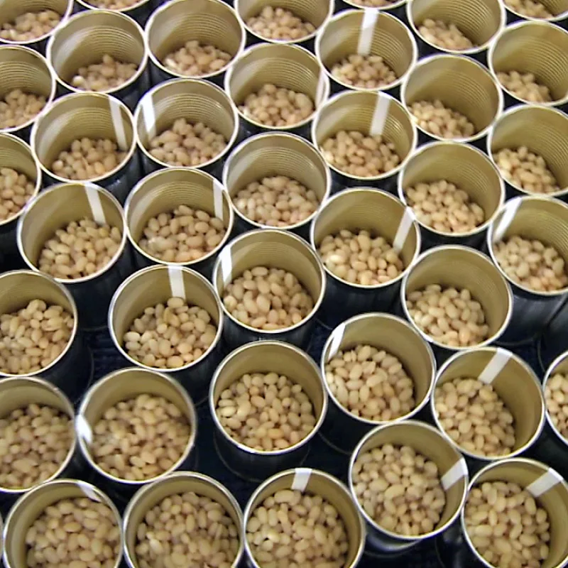 High Quality Made In Italy Your Brand Baked beans in Tomato Sauce in cans Easy-open tins 12x236ml for export