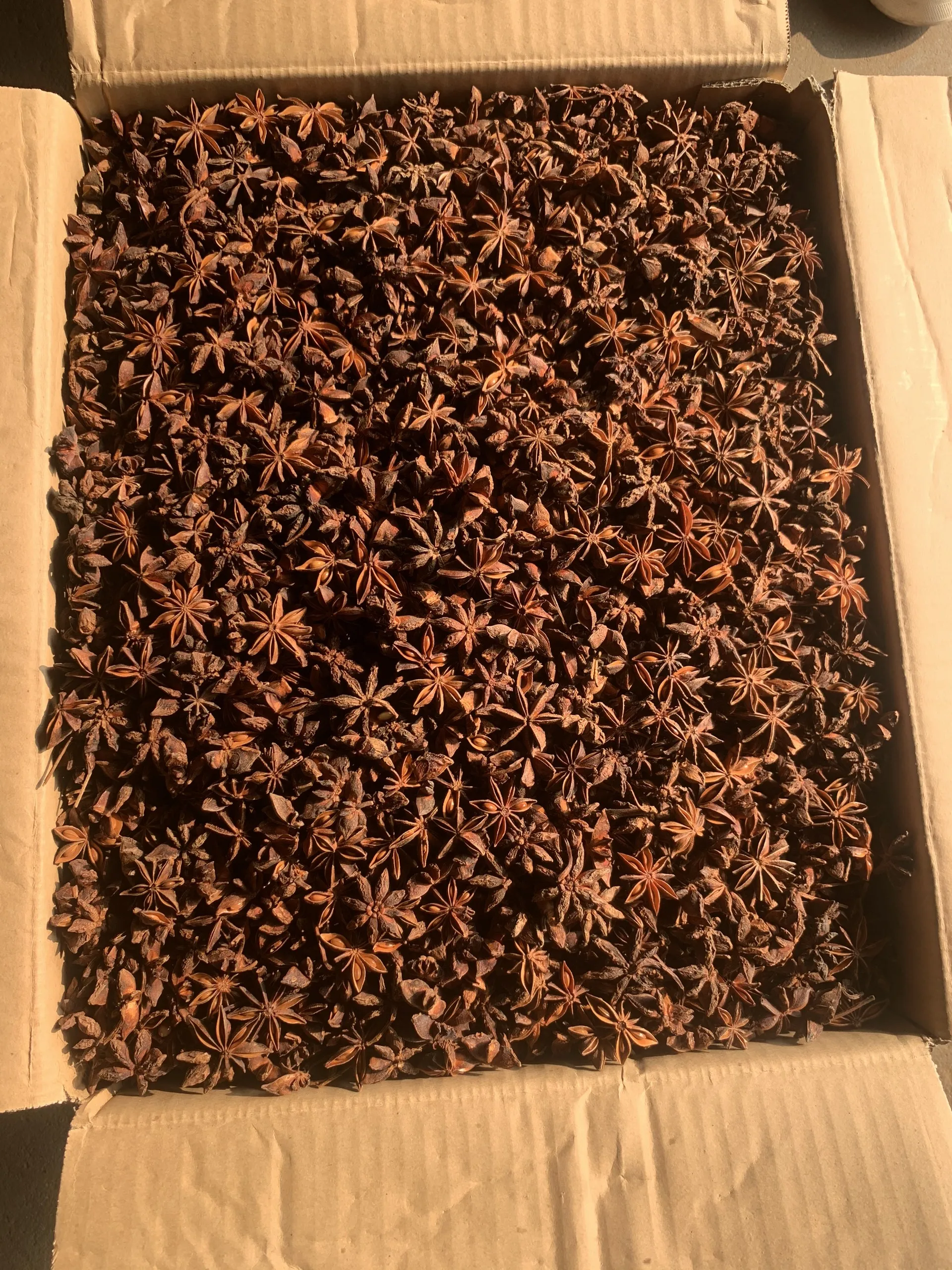 Лидер продаж высококачественный сушеный Звездный анис на экспорт 2024 используется в качестве специй и трав