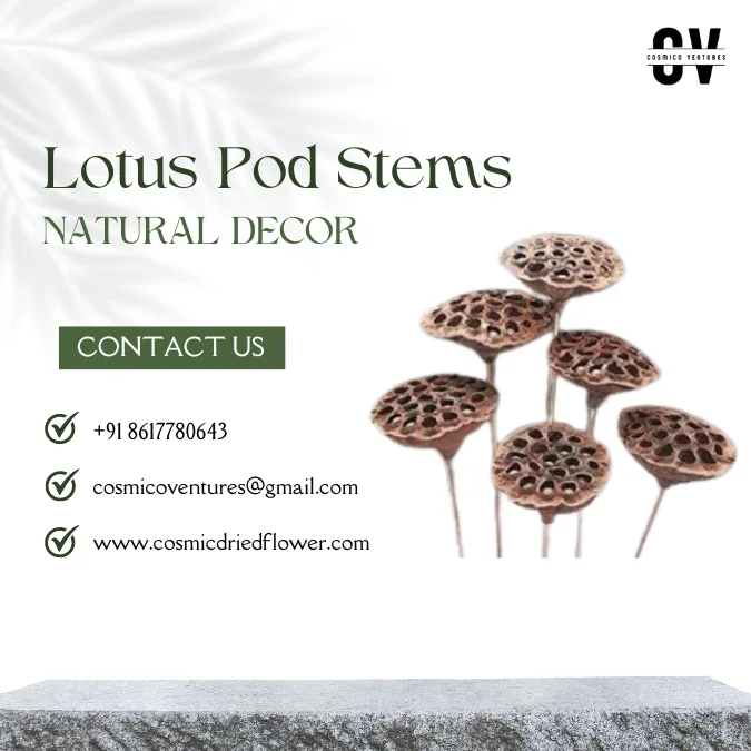 Dried Flowers Pampas Wedding Decor Floral Preserved Florist Brown Flower Large Natural Dried Lotus Pod Stems Dry Lotus Pod Seeds