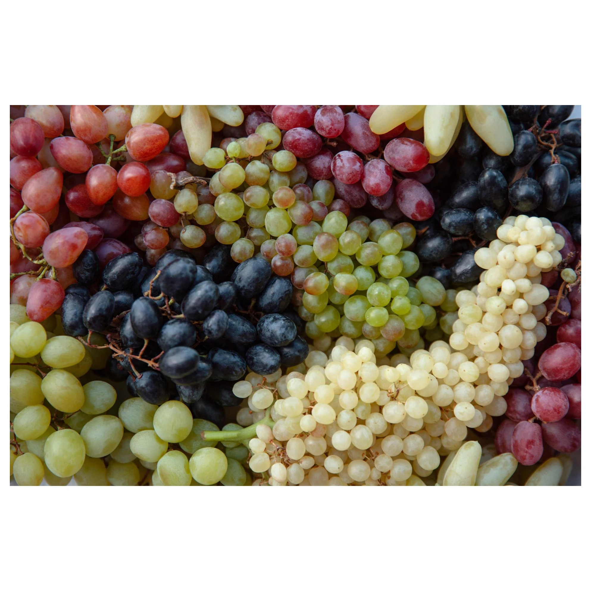 Best Price Fresh Grapes Bulk Fresh Red Crimson Seedless Fresh Grapes Grapes  Bunches Favor Fruit Decor