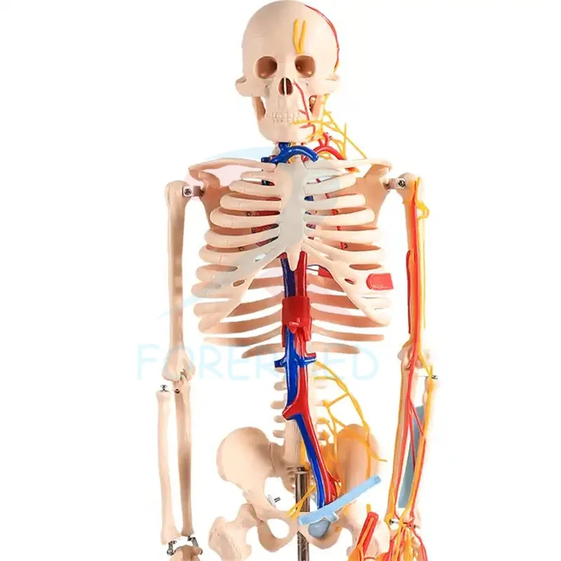 skeleton life size human skeleton model educational skeleton model human body model