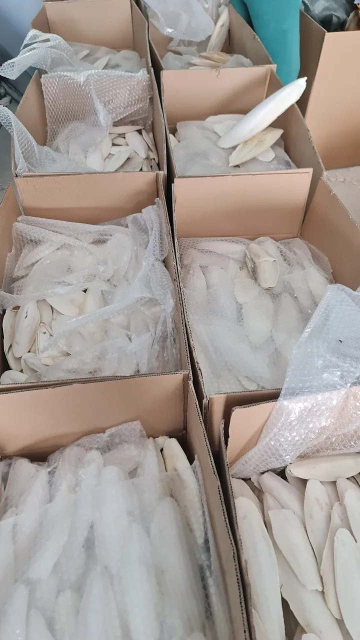 Unbleached Dried Cuttlefish Bone Mineral For Birds And Reptiles Bird Food Clean Trimmed Cuttlebone Vietnam Ossa Sepia