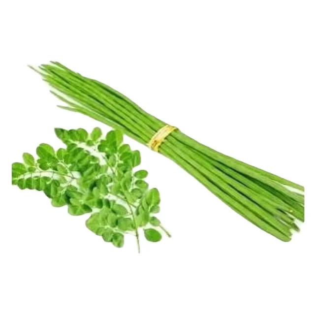 Ben seeds with good quality from Indian suppliers and in bulk quantity