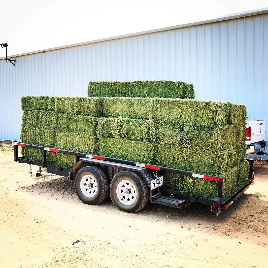 Alfafa Hay Animal Feeding Stuff Alfalfa, hay/alfalfa hay pellets Timothy Hay/ Alfafa in Bales