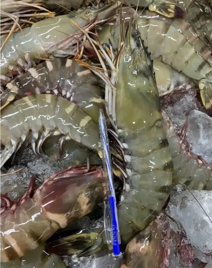 The King of Shellfish: Discovering the Irresistible Charm of Black Tiger Shrimp Quality Assurance Made In Vietnam