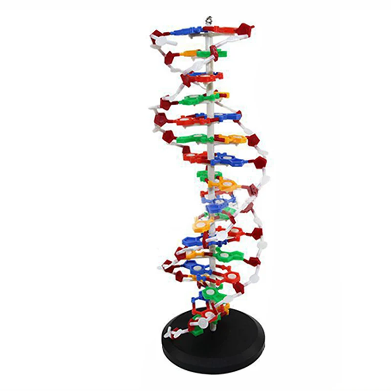 Teaching Resources Medical Science DNA Double Helix Structure