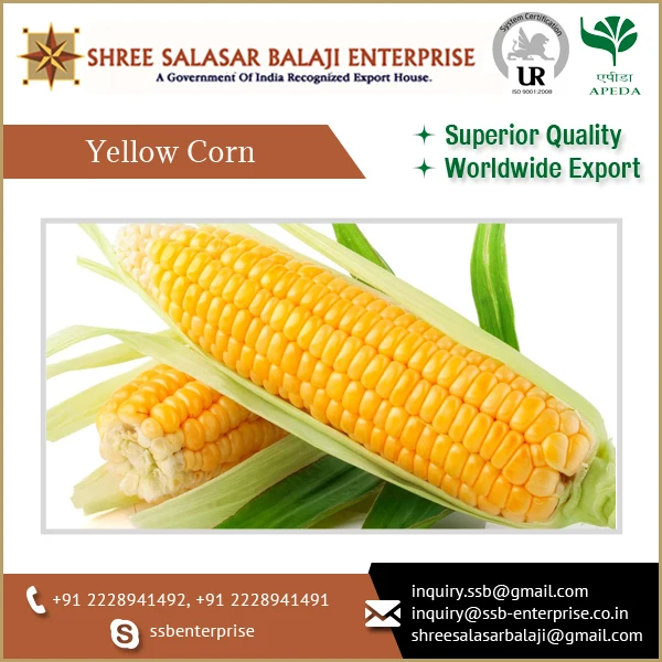Indian Yellow Corn High Grade Corn Export Quality Yellow Maize Corn animal feed MOISTURE Condition Type Dried Grade