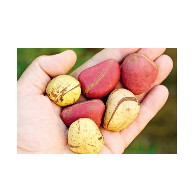 Finest Natural African Bitter Kola For Wholesale/cheap price