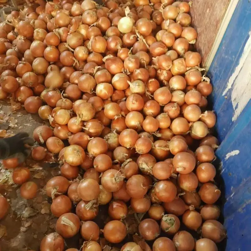 new crop fresh onion with good price