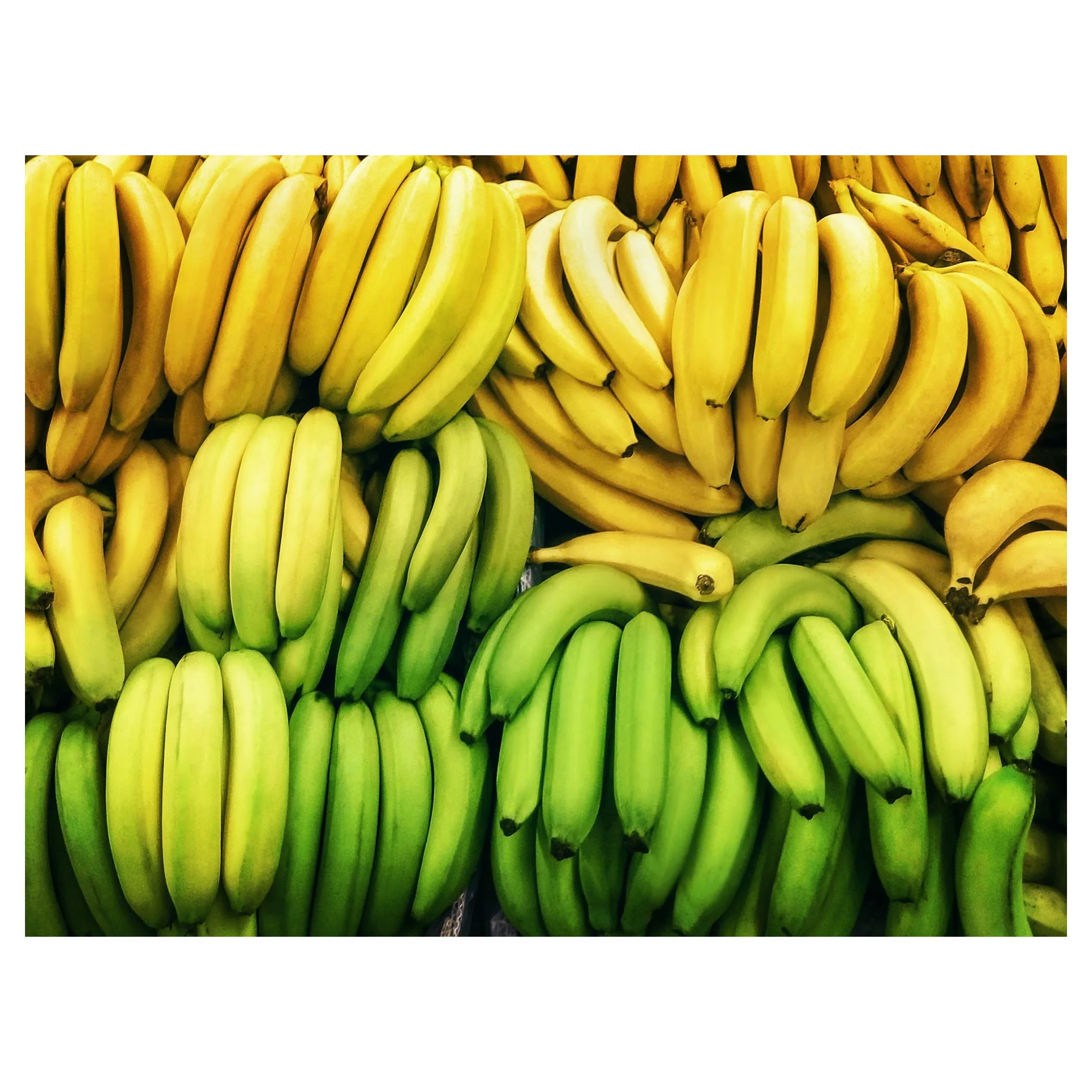 Wholesale Cavendish Top Selling   Fresh Bananas  Fresh cavendish banana Organic Cultivation Type Name Sweet Taste