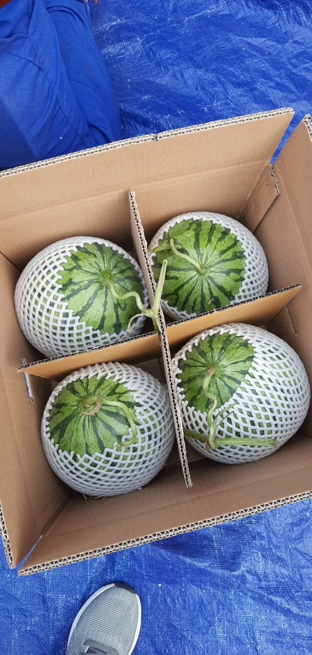 fresh Seedless watermelon wholesales best selling natural sweetness high quality Vietnam export
