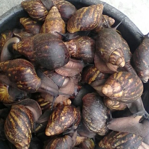 Frozen Snails, Dried African Giant Land Snails Meat