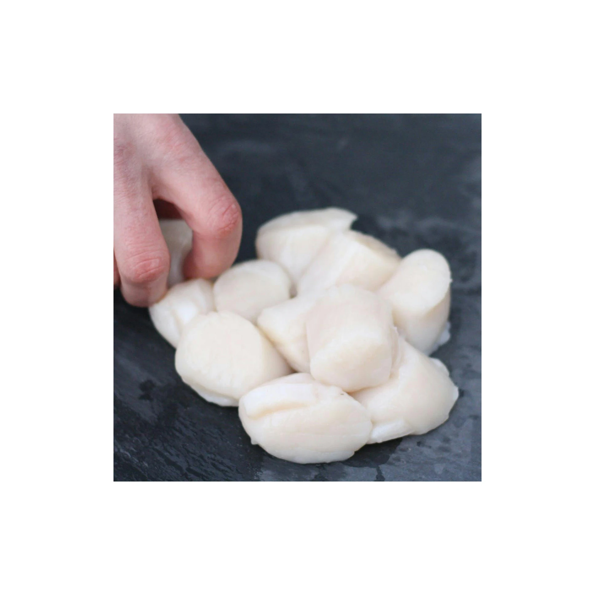 frozen sea scallop meat with scallop scallop shellfish