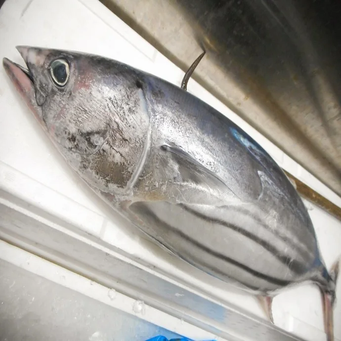 N.W. / Glazing 100%NW, 95%NW Skip Jack Tuna Fish for Sale Frozen Bigeye Tuna for BBQ Tuna