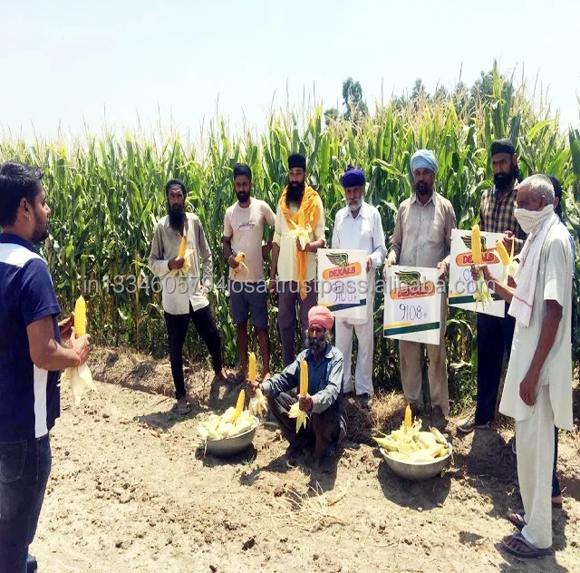 Yellow Corn Maize For Animal Feed | Pure Original Aged | Best Natural High Protein | A Quality Product by Organic Smile India