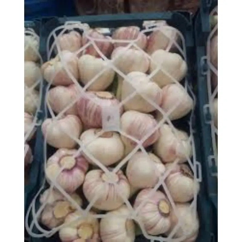 Fresh vegetable G1 Elephant Garlic