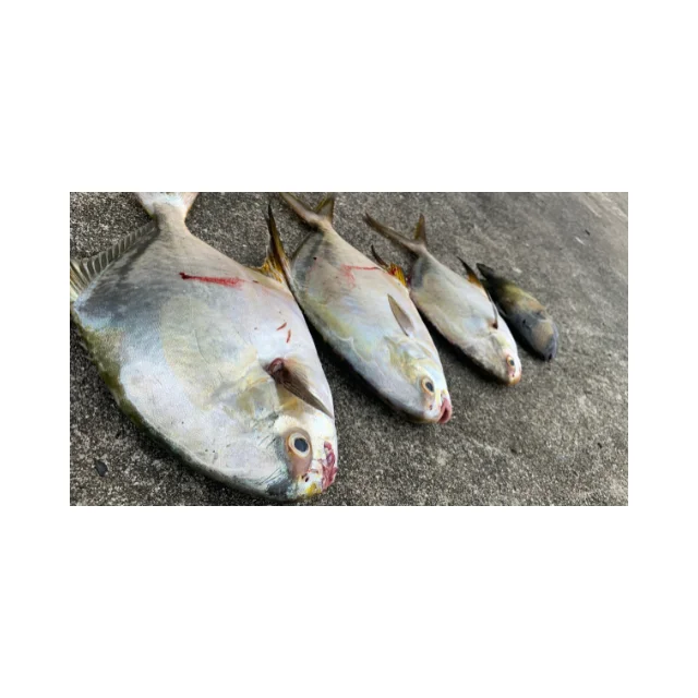 Frozen Pomfret Fish from Indonesia at Good Prices