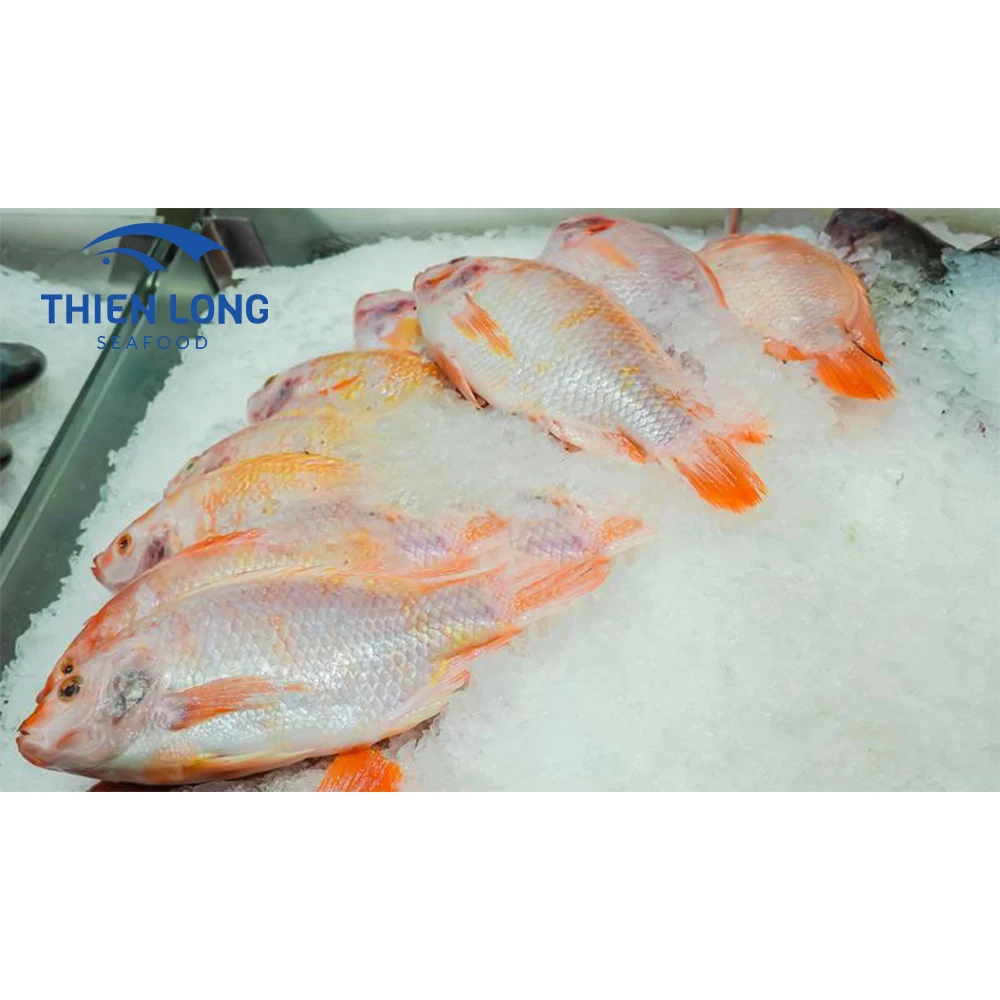 Frozen Whole Round Red Tilapia Fish For Export In Bulk