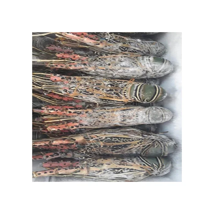 Fresh Quality Pacific  Red Lobsters for sale