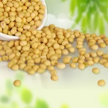 Свежая Органическая Бразилия Non-Gmo соя