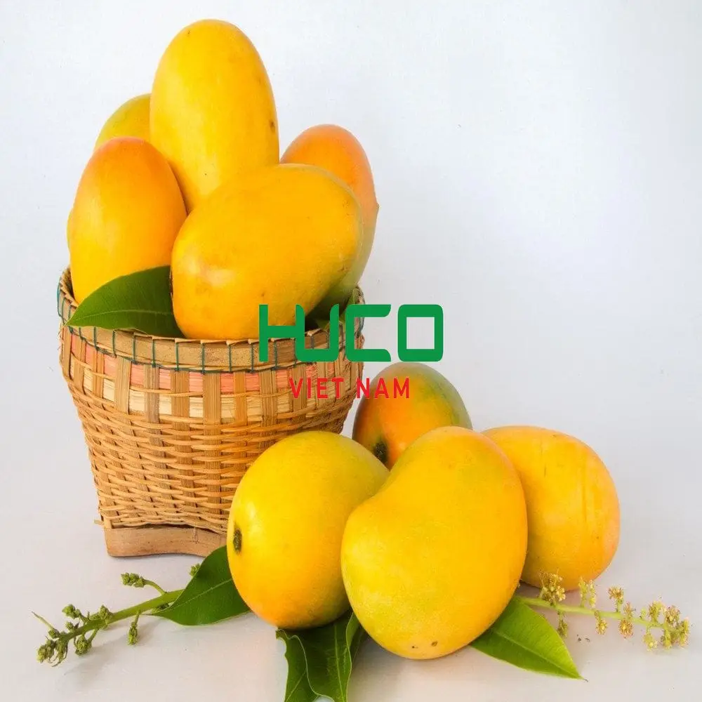 Fresh Mango 100% Organic Premium Grade Negotiate Price