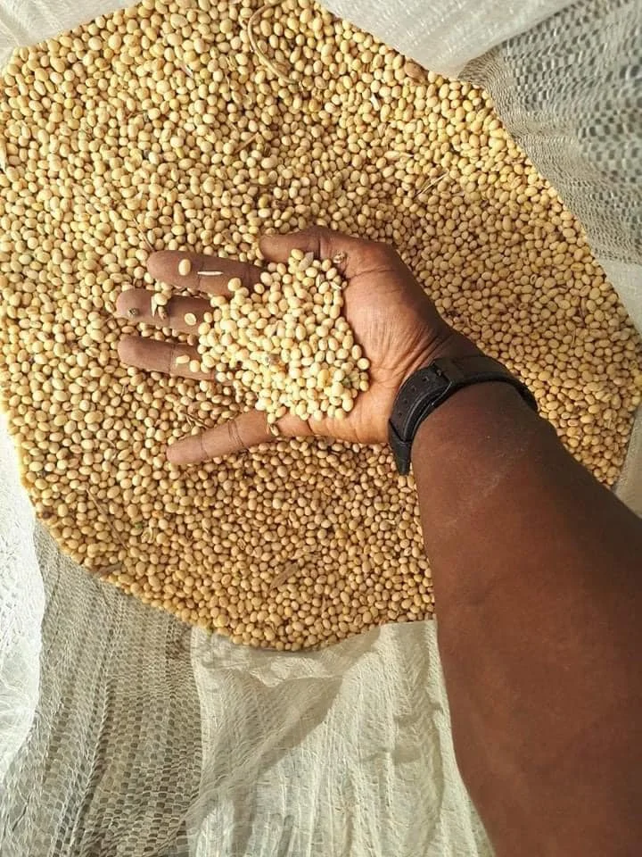Non GMO соевые бобы высокого качества бобы/соевые для продажи