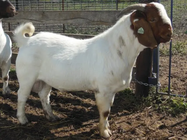100% pure Blood Boer goat and Boer goats meat